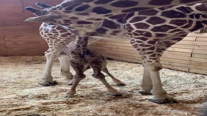 April the Giraffe's son Azizi going to Texas zoo