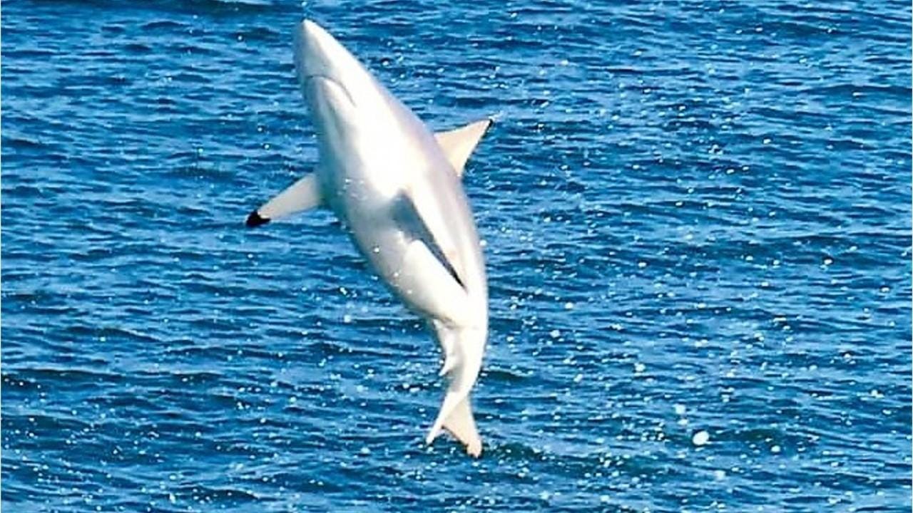 Shark Attack Researchers Bites Were Down But Fatalities Were Up