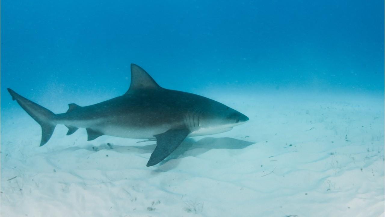 Sharks commonly found in Florida's waters