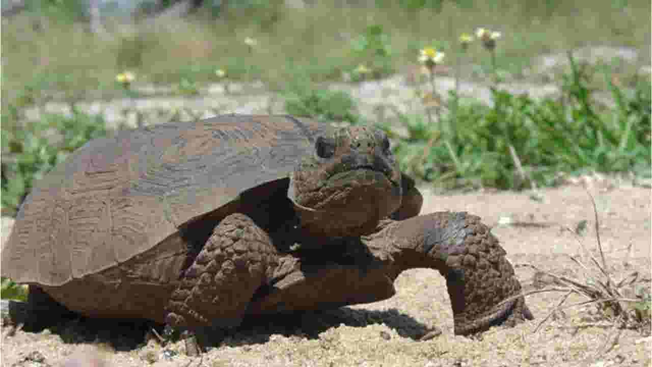 Video: Gopher Tortoises in Florida are protected under state law