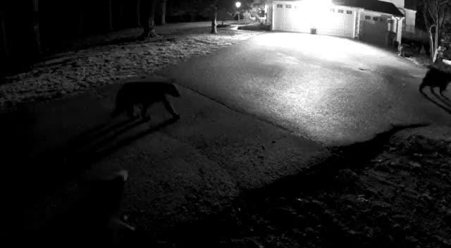 Video Bears Roam In Montebello - 