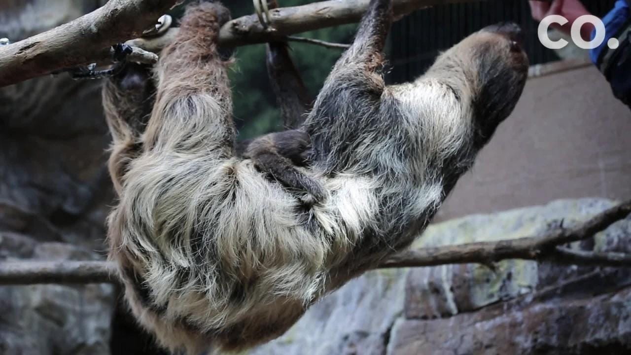 Adorable baby animal video: Baby sloth makes debut at Denver Zoo