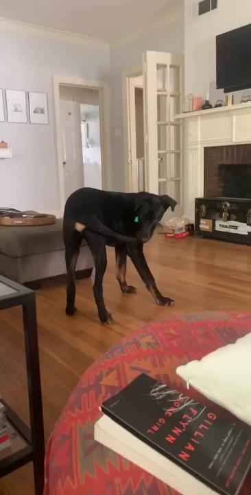 Mississippi dog video goes viral after he catches his tail