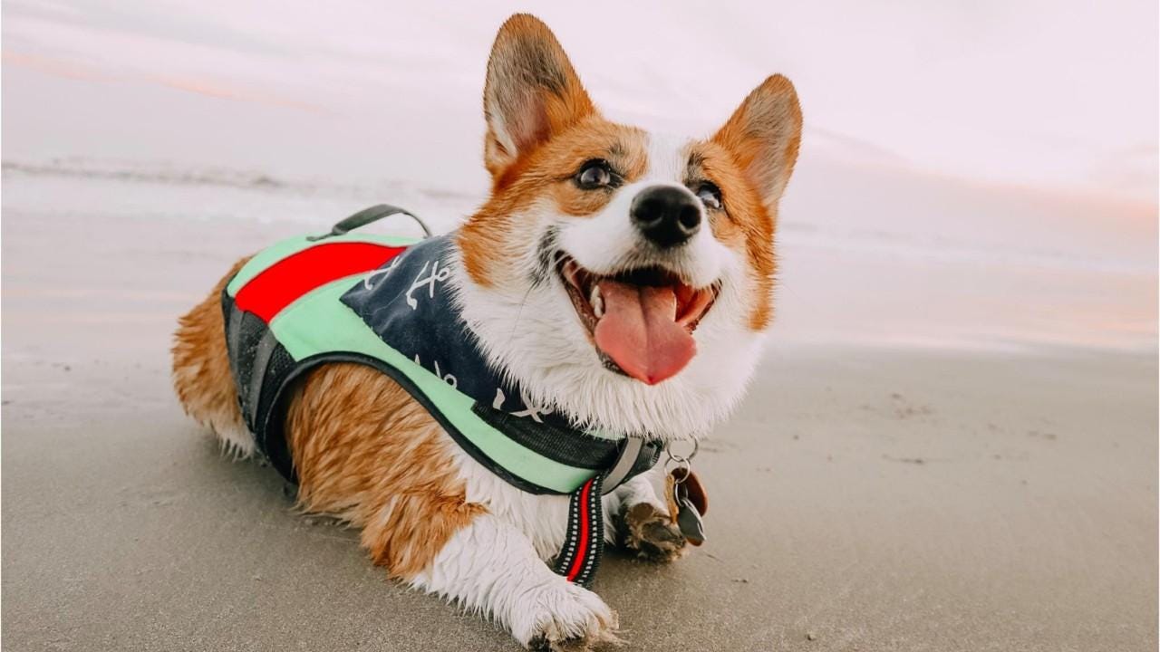 tractor supply dog life jacket