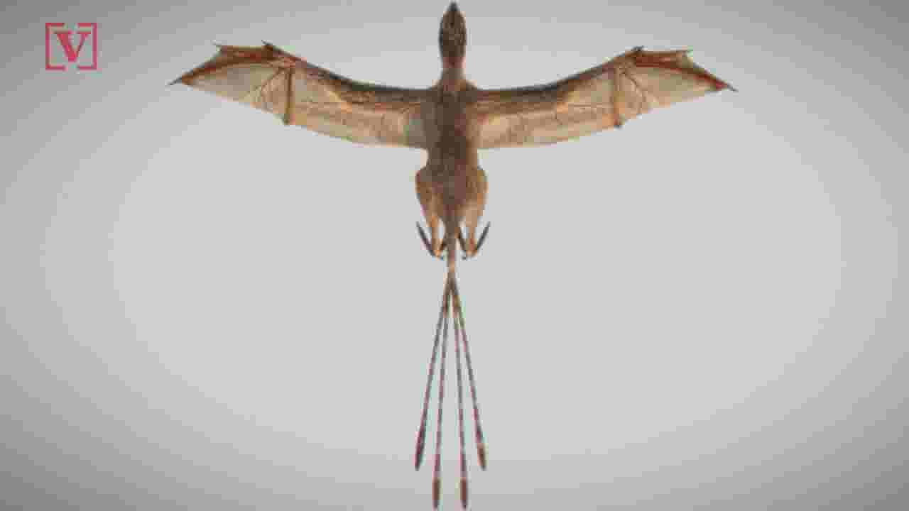 dinosaur with head wings