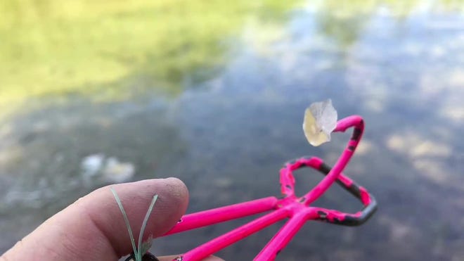 Fishing: Grabbing suckers on Bull Creek