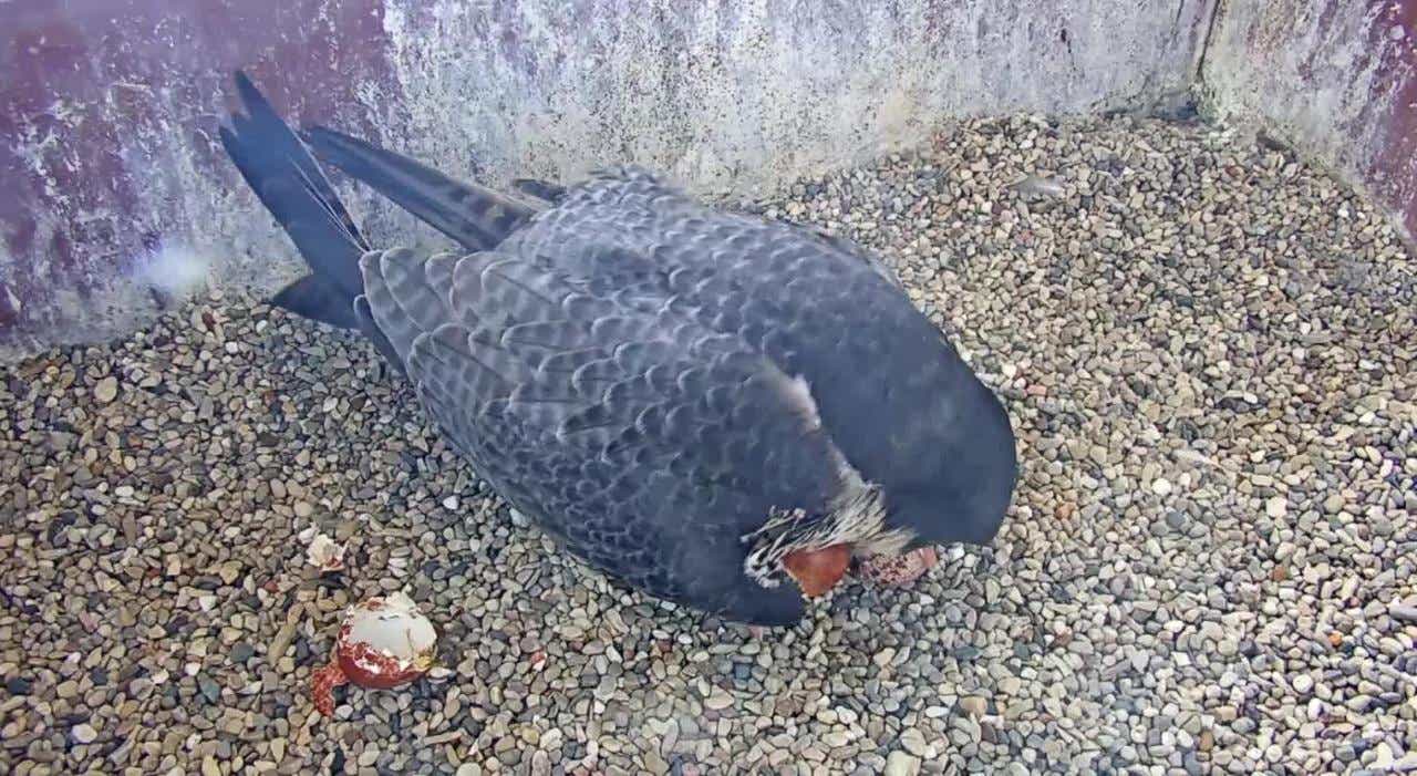 Rare Sighting Of Peregrine Falcon In Henderson