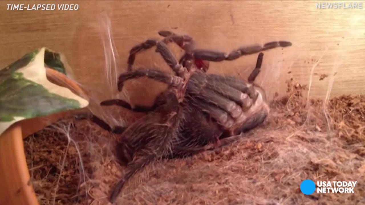 tarantula song video