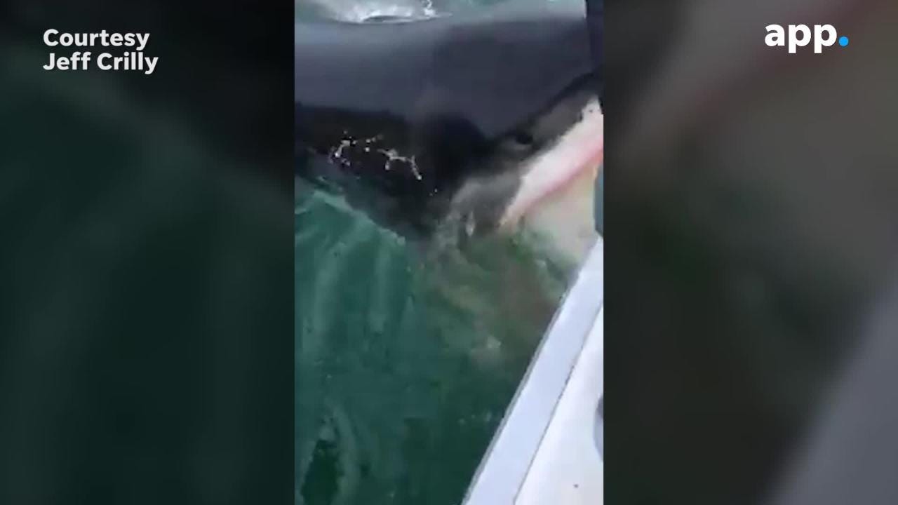 Great White Shark Surprises New Jersey Fishermen 
