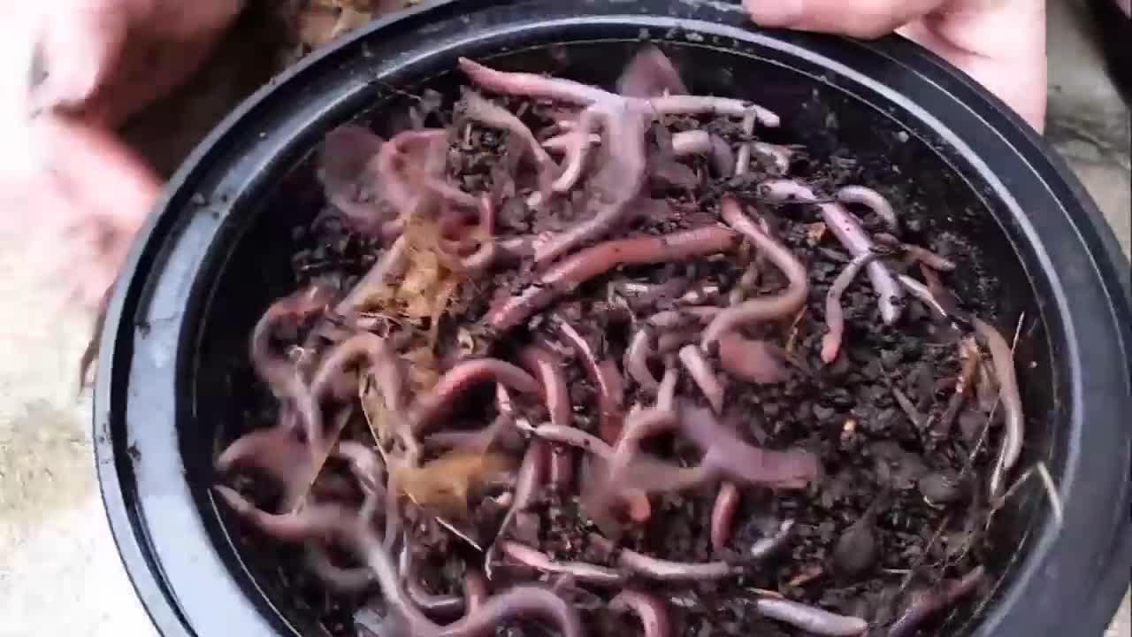 Jumping worms in Wisconsin: How to get rid of invasive Asian cocoons