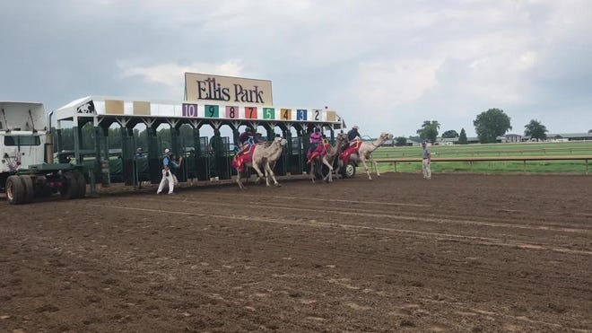 Ostrich Racing Track Ostrich, camel races draw crowd at Kentucky track