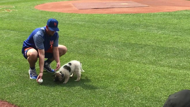 A year ago, Jeff McNeil fell in love with a puppy during an