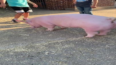 Iowa State Fair: Will officials act on pig abuse caught on video?