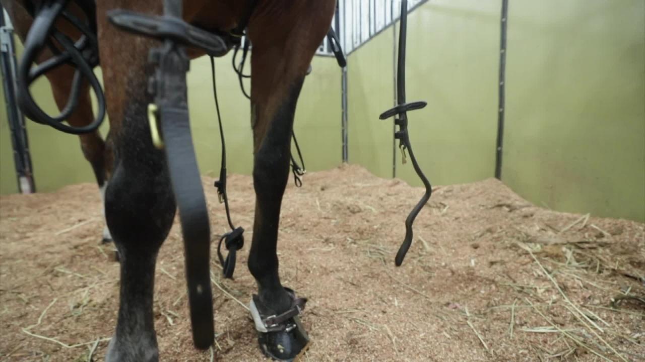 Kentucky State Fair World S Championship Horse Show Behind The Scenes