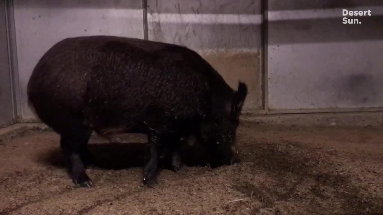 Watch: A real boar