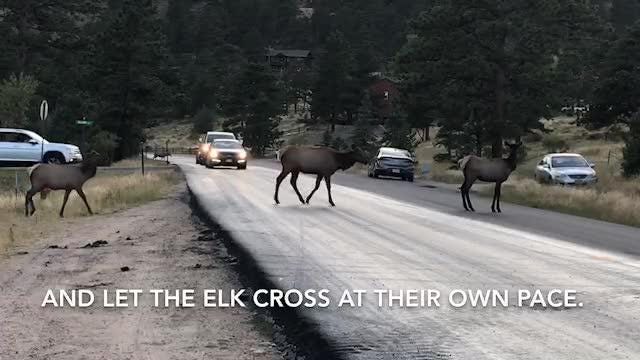 Where to see elk in Estes Park